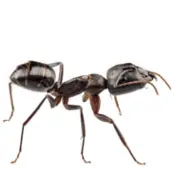 ant control marmora