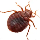 bed bug control marmora