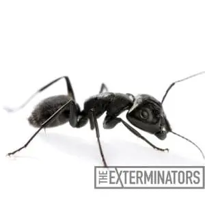 carpenter ant control marmora
