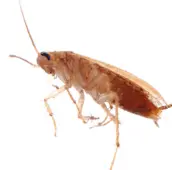 cockroach control marmora