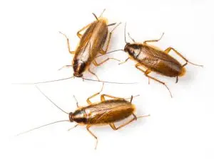 cockroach treatment pest control marmora