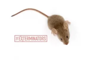 mice exterminator marmora