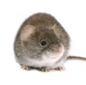 mouse control marmora