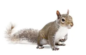 squirrel removal marmora