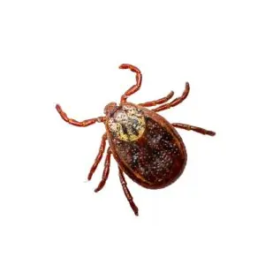 tick exterminator marmora